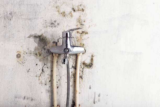 Best Commercial Mold Remediation in Stockbridge, GA