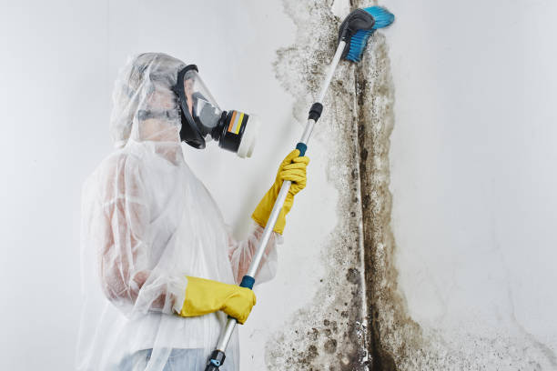 Best Attic Mold Remediation in Stockbridge, GA